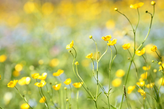 Fototapeta fiorellini gialli in dissolvenza