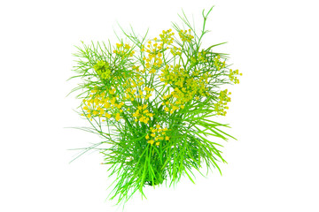 Dill