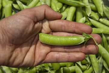 hand with pea pod