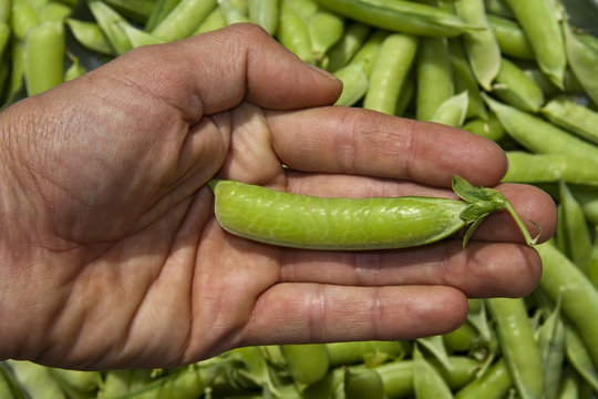 hand with pea pod