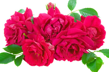 Obraz premium Rote Rosen