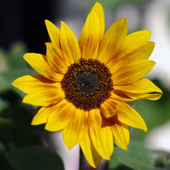 Obraz premium Sonnenblume