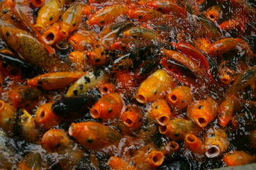 Obraz na płótnie Canvas Koi ryb w stawie