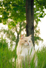 Naklejka na ściany i meble A cat in green grass