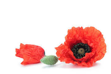 Obraz premium red poppies