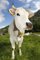 Fototapeta na wymiar białe krowy