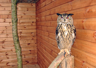 owl in a shed