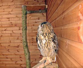 owl in a shed