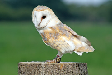 stunning owl stood on tree stump