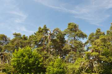 Obraz premium Spring in forest