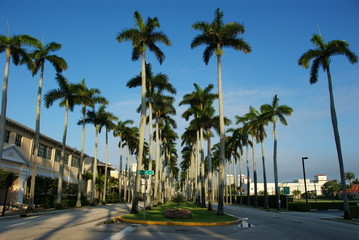 Obraz premium Palm trees