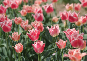 Obraz premium チューリップ_シエスタ