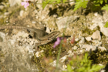 lezard