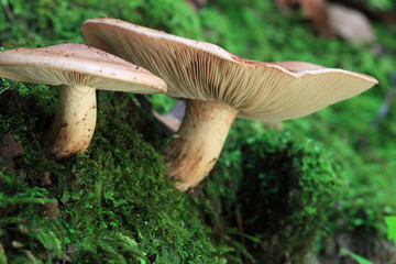 Large white fungi growing on moist green moss