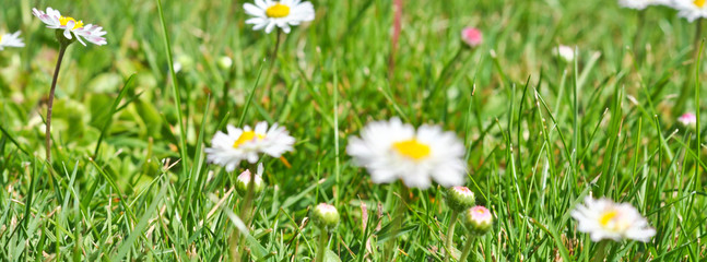 bush daisies in green grass