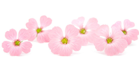 delicate pink flowers
