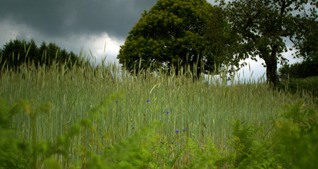Fototapeta premium Menace d'orage sur les champs.