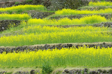Japanese Rapeseed Field