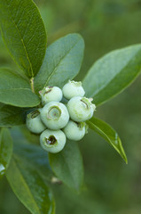 borowka borówka © diablo_luk