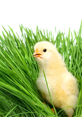 Baby chicken on green grass