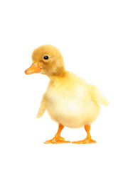 Cute duckling isolated