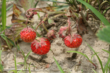 Branch with ripe wild strawberries.