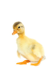 Duckling