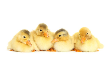 Little yellow fluffy ducklings isolated