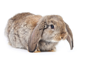 Grey rabbit isolated on white