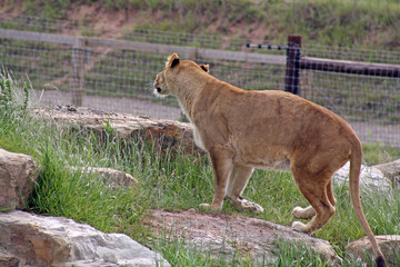 a stalking lioness