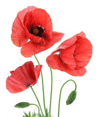 Beautiful red poppies isolated on a white background.