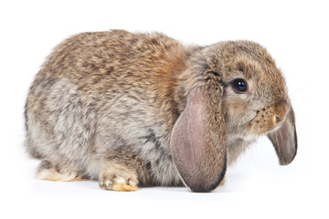 Grey rabbit isolated on white