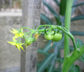 petites tomates vertes en croissance