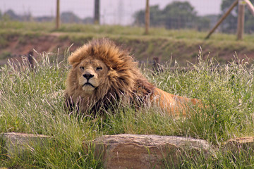 Naklejka na ściany i meble large male lion