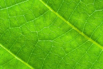 Green leaf texture with veins