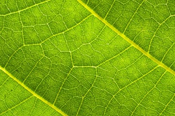 Green leaf texture with veins