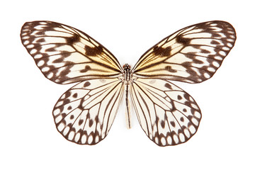 Black and white butterfly Idea leucanoe