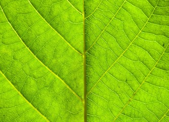Naklejka na ściany i meble Green leaf texture with veins