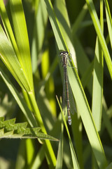 white legged damselfly