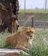 beautiful lion