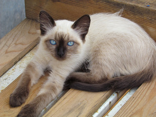 siamese cat