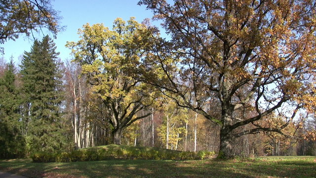 Countryside landscape.Old oak trees in autumn park