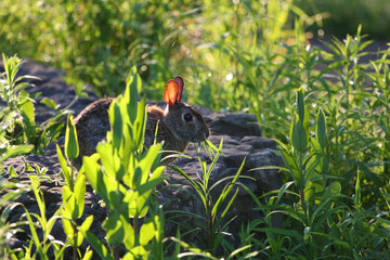 Cottontail Rabbit Sylvilagus © Ron Rowan