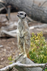 cute meer cat stood on log