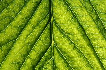 green leaf vein