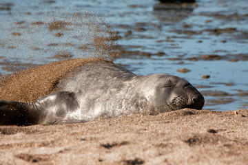 Seal at Peninsula Valdes