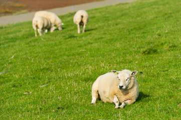 Fototapeta premium White sheep