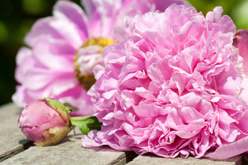 Peony on a wooden background