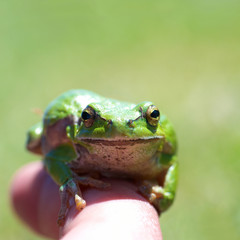Green frog