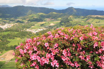 Fototapeta na wymiar widok na góry i kwiaty